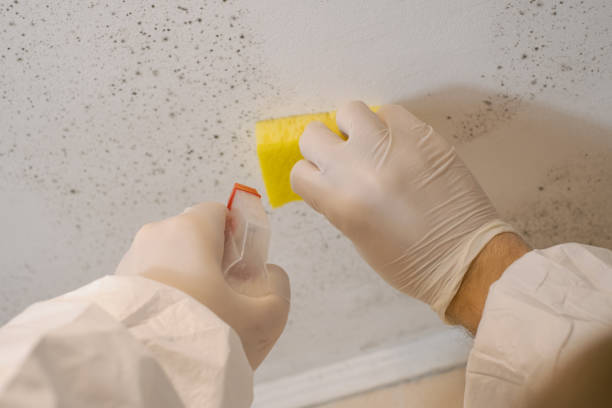 Best Real Estate Mold Inspection  in Thomasville, AL