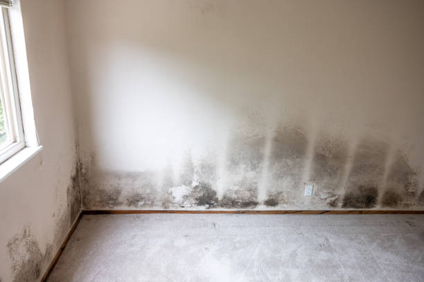Best Basement Mold Removal  in Thomasville, AL